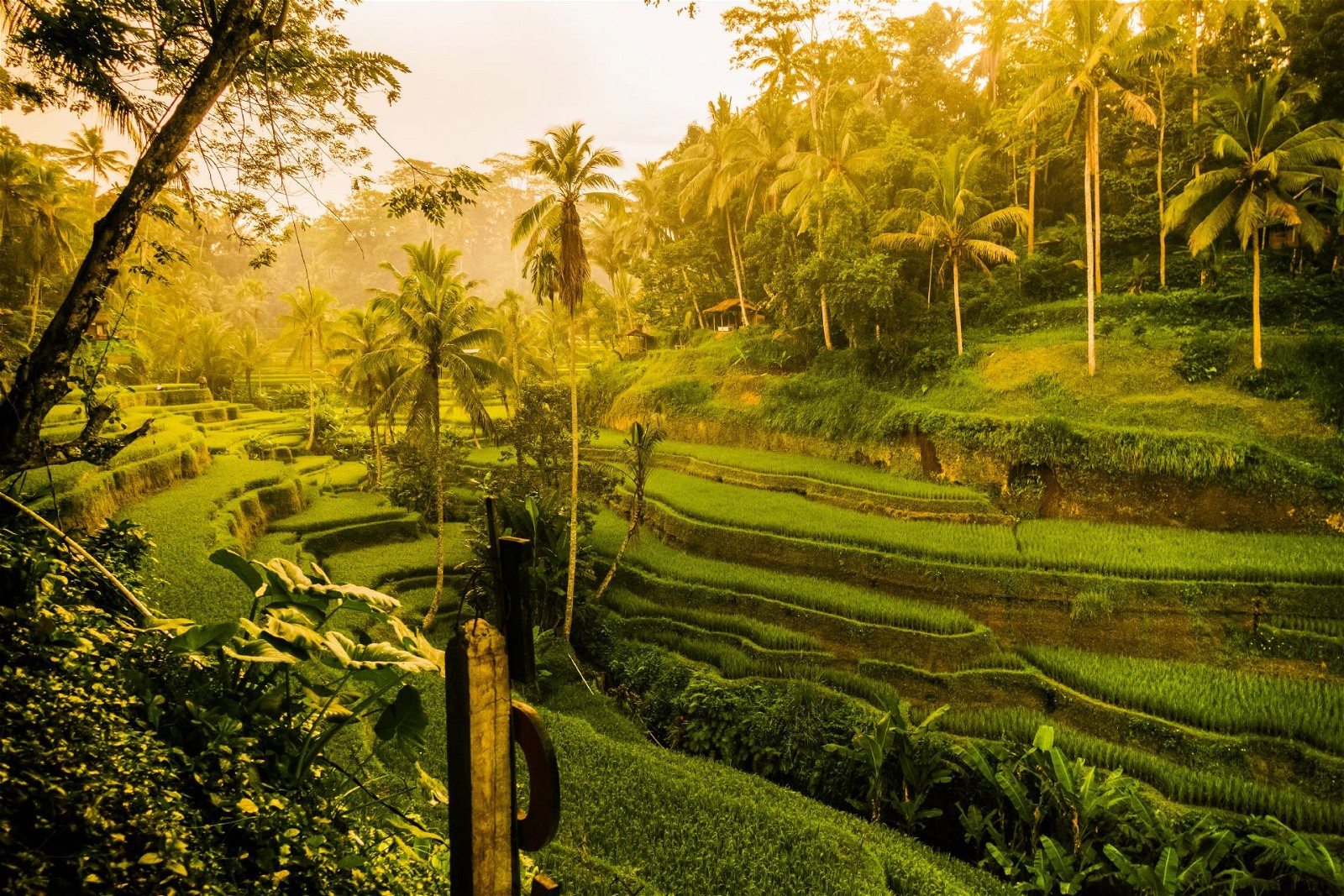 Located amidst lush rice paddies and tropical forests, Ubud is known as the cultural heart of Bali.