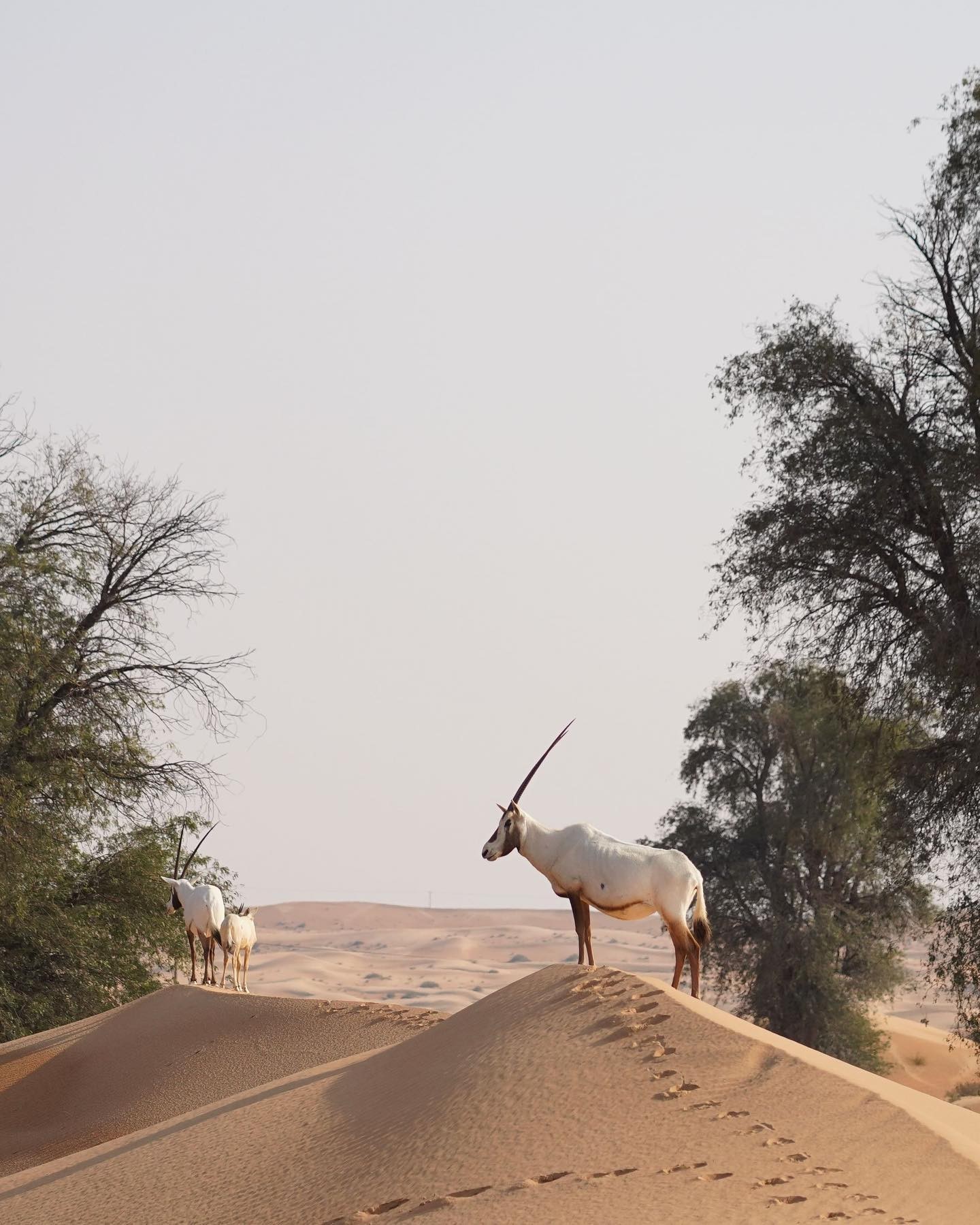 Wildlife Encounters: Platinum Heritage's desert camp is located within the Dubai Desert Conservation Reserve, home to a diverse range of flora and fauna. 