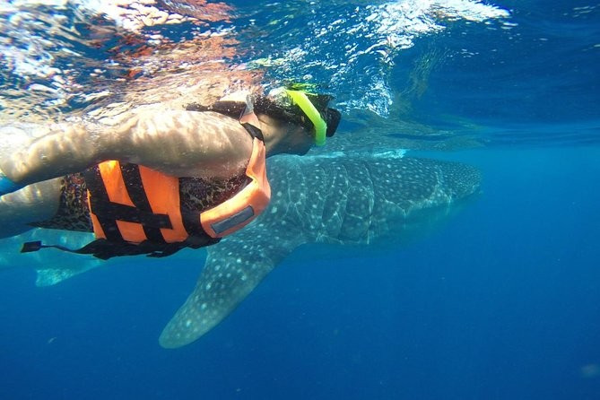 Mexico's Yucatan Peninsula, specifically the waters around Cancun, Isla Mujeres, Cozumel, and Isla Holbox, offers some of the best opportunities to witness the annual whale shark migration.