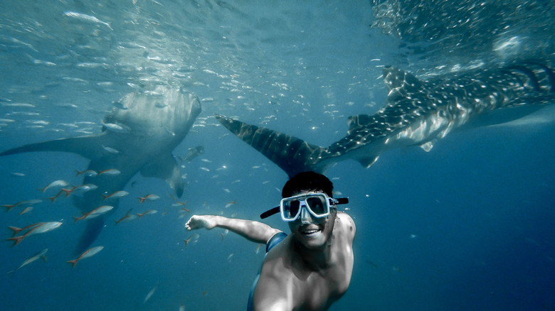 A Breathtaking Encounter: Whale Shark Tours in Mexico