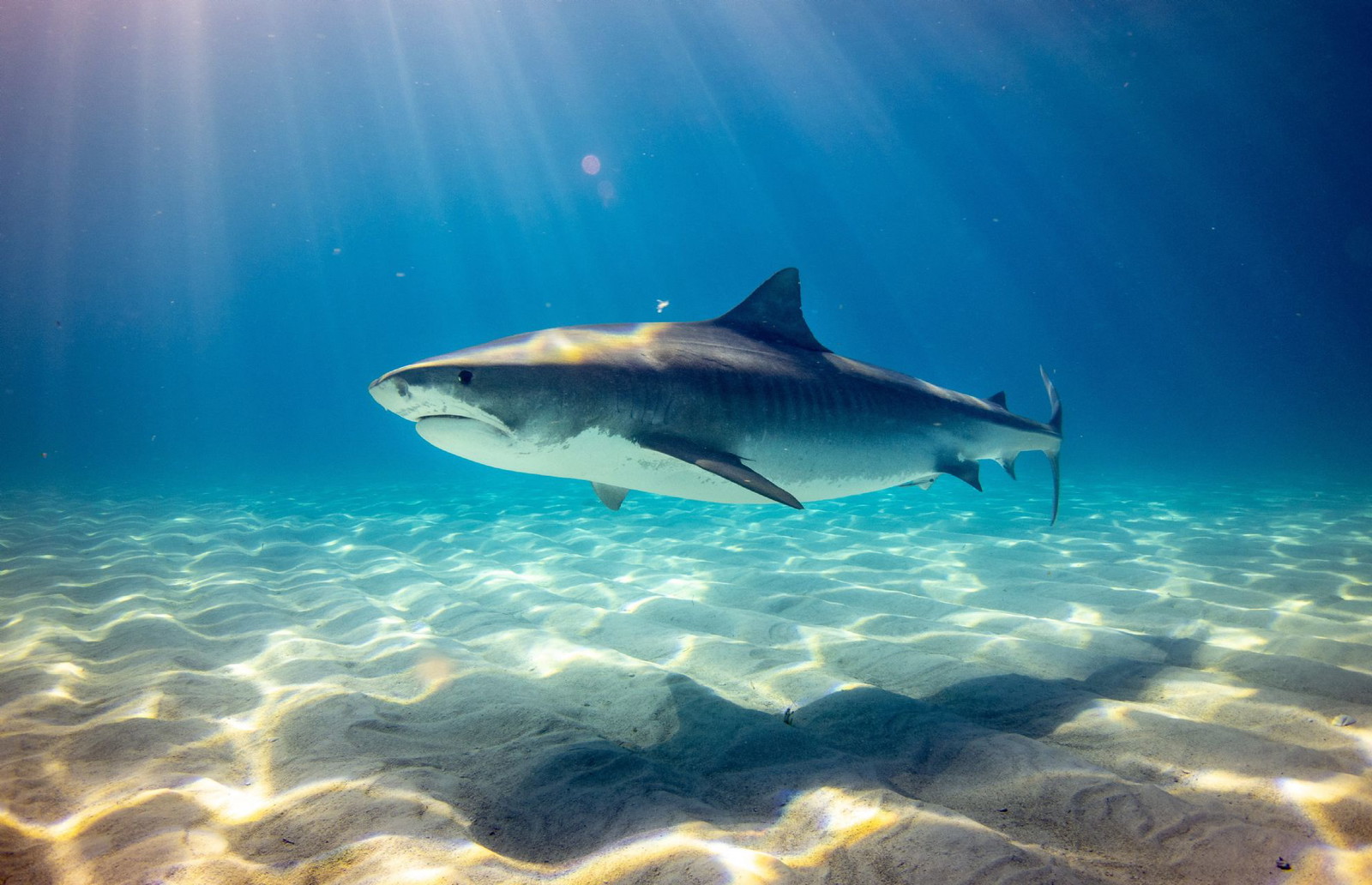 A Breathtaking Encounter: Whale Shark Tours in Mexico