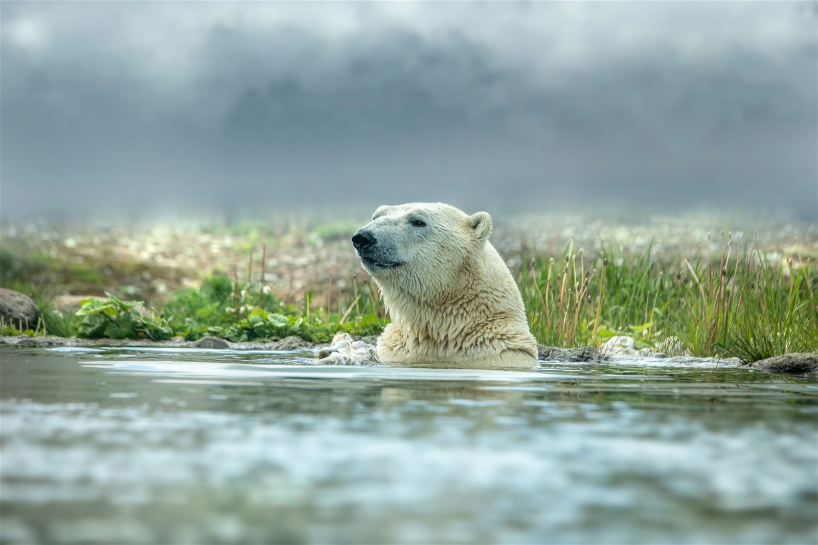  Visitors should also be aware of the potential risks of encountering polar bears and take necessary precautions, such as going on guided tours with experienced guides. 