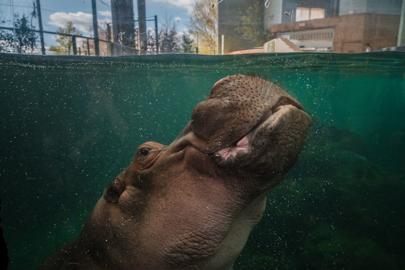 Calgary Zoo: A Wildlife Wonderland