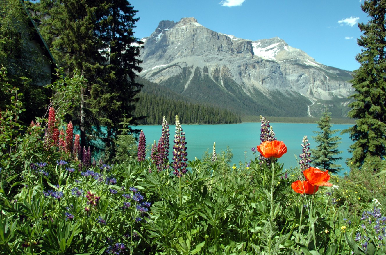 yoho National Park is teeming with wildlife. 