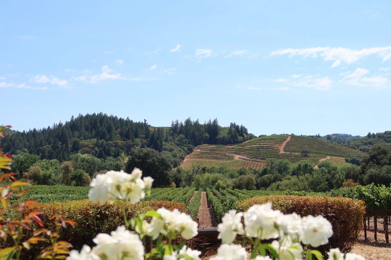 Top 10 Must-Try Activities for Unforgettable Napa Valley Travel