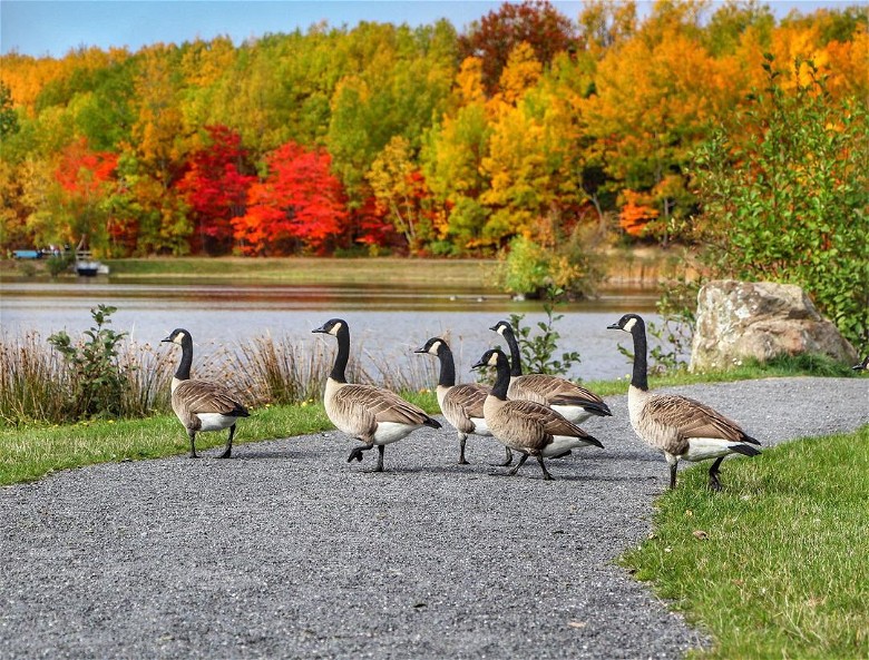 Fall into Adventure: Discover the Top 10 Must-Do Tourist Activities in Canada