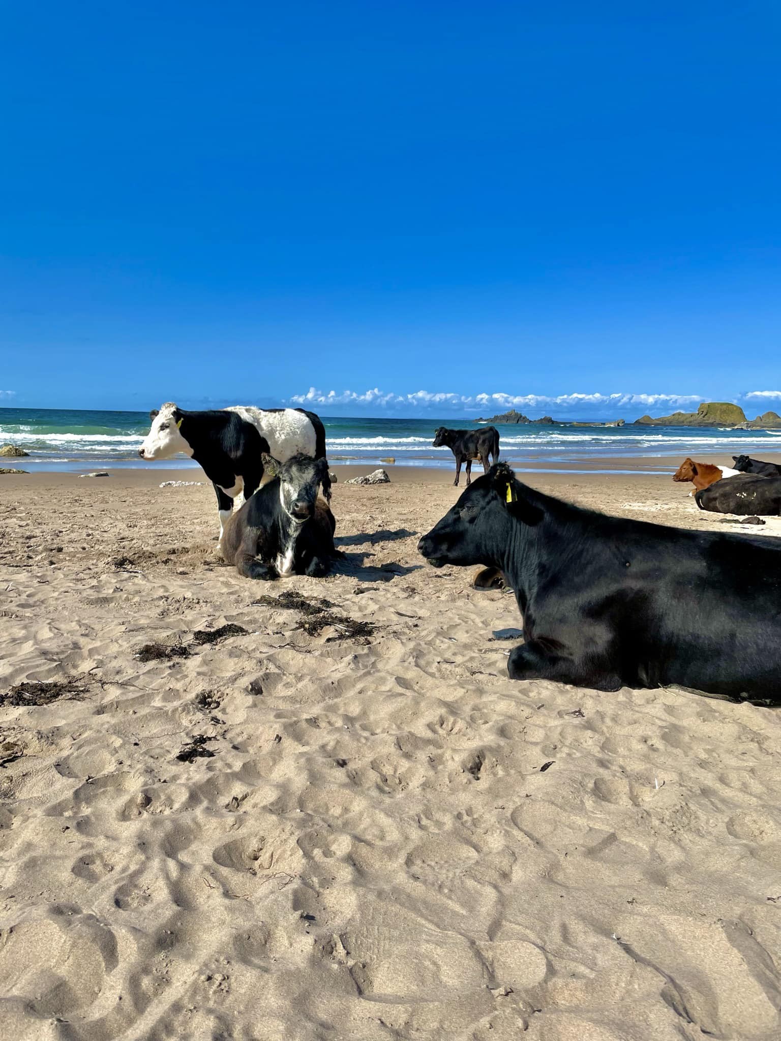 History and Significance of Cow Beach