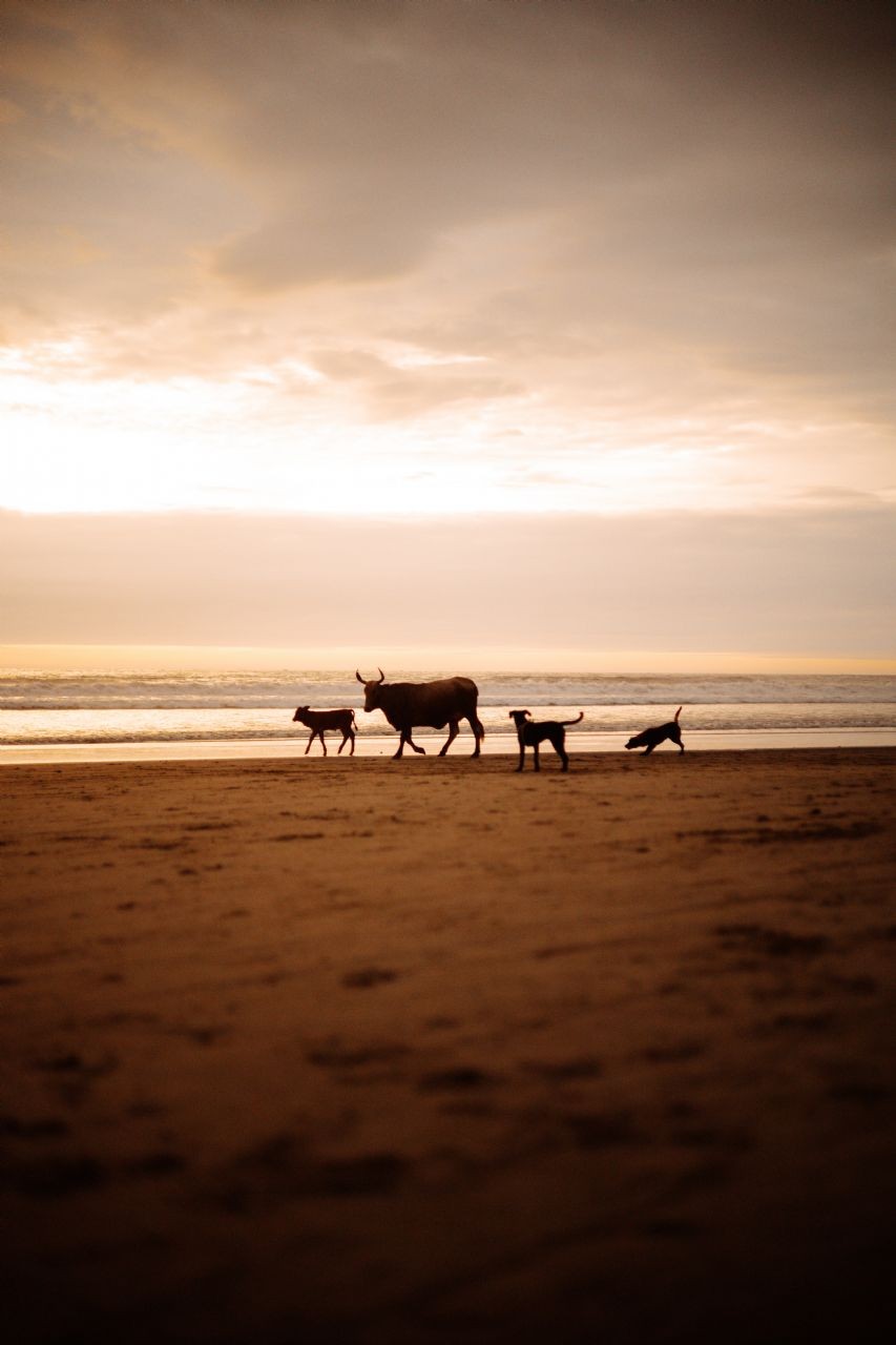 Tips for Enjoying Cow Beach to the Fullest