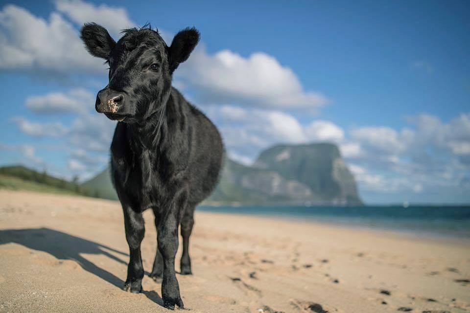 World's Best Beach Revealed: Cows Beach, Sardinia Island, Italy