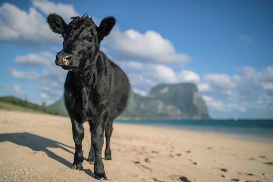 World's Best Beach Revealed: Cows Beach, Sardinia Island, Italy