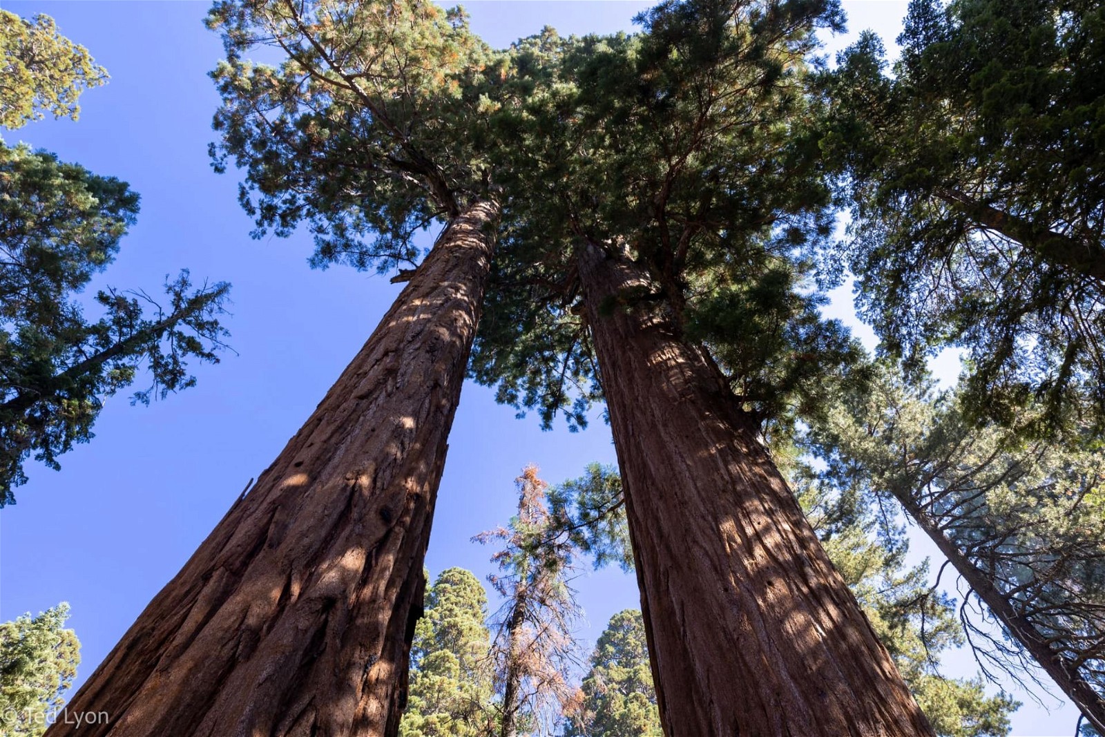 How to Get to Sequoia National Park?