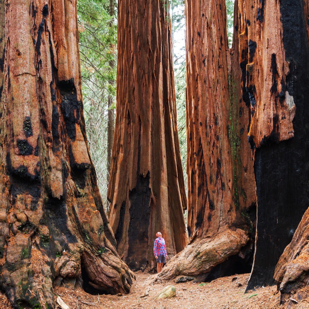 What Is the Best Season to Visit Sequoia National Park?