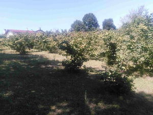 Düzce  Satılık  Arsa