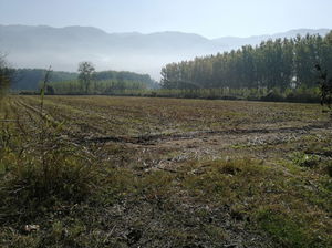 Düzce  Satılık  Arazi