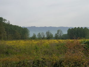 Düzce  Satılık  Arazi