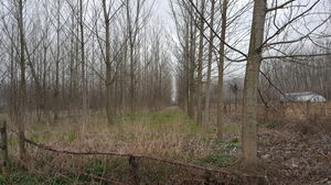 Düzce  Satılık  Arazi