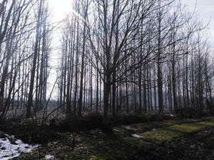 Düzce  Satılık  Arazi