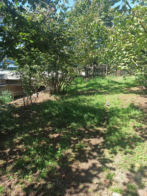 Düzce  Satılık  Fındıklık