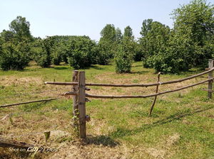 Düzce  Satılık  Fındıklık