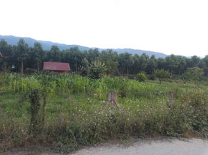 Düzce  Satılık  Arazi