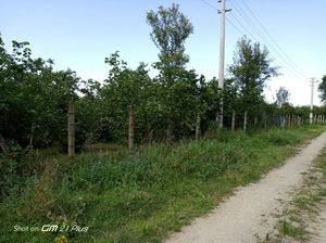 Düzce  Satılık  Fındıklık