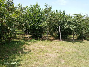 Düzce  Satılık  Arsa