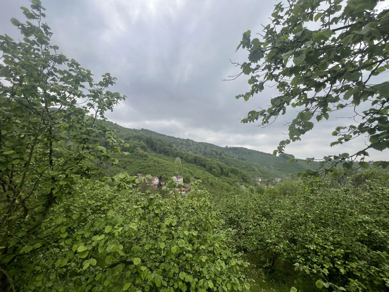 Satılık Fındıklık 7,000,000 TL