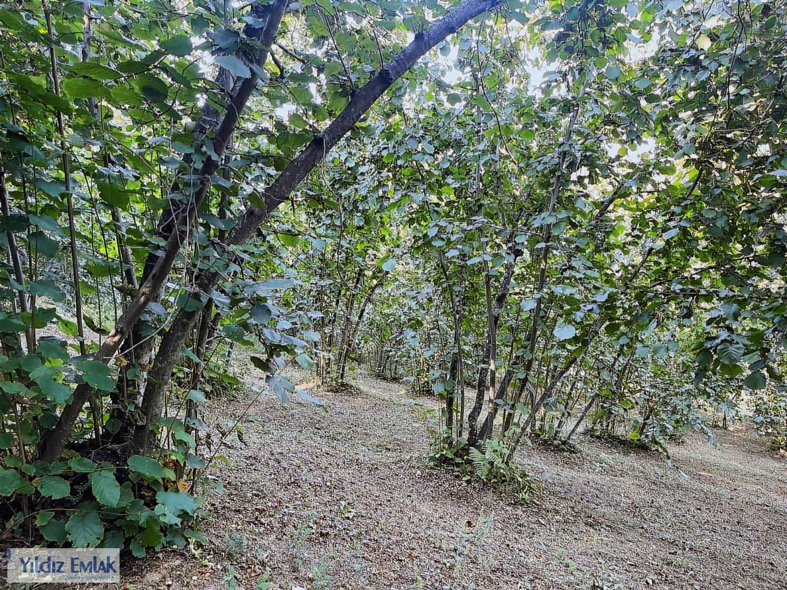 Satılık Arsa 3,750,000 TL