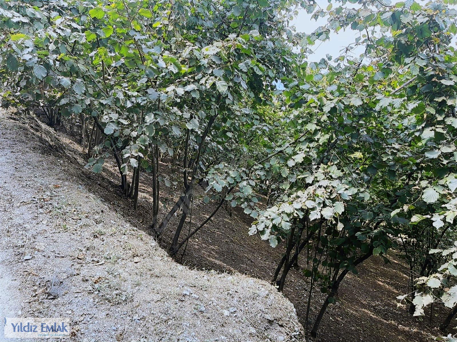 Satılık Arsa 3,650,000 TL
