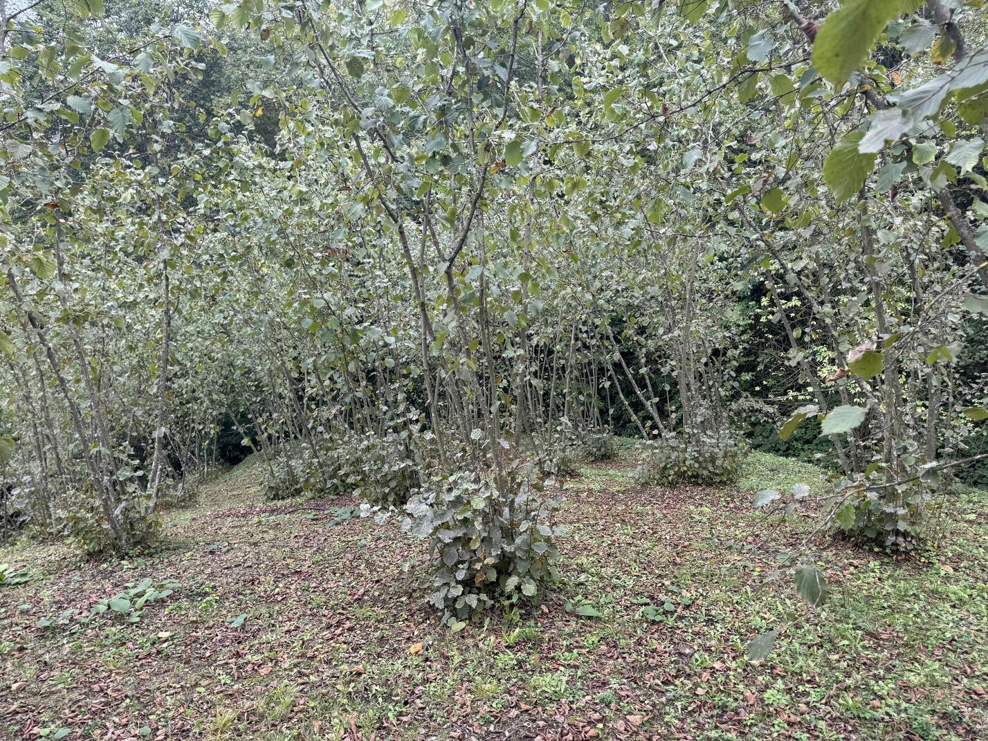 Satılık&nbsp;Arsa&nbsp;2,150,000&nbsp;TL