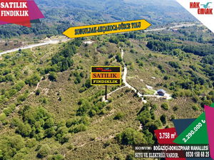 Düzce  Satılık  Fındıklık