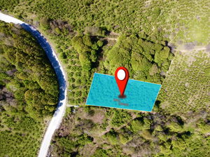 Düzce  Satılık  Fındıklık