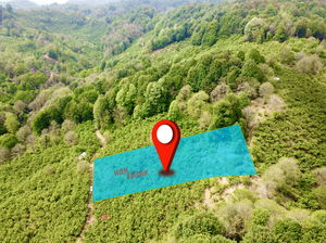 Düzce  Satılık  Fındıklık