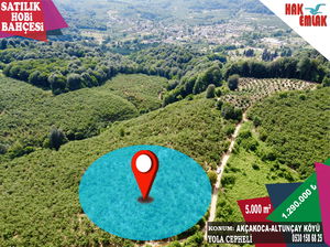 Düzce  Satılık  Fındıklık