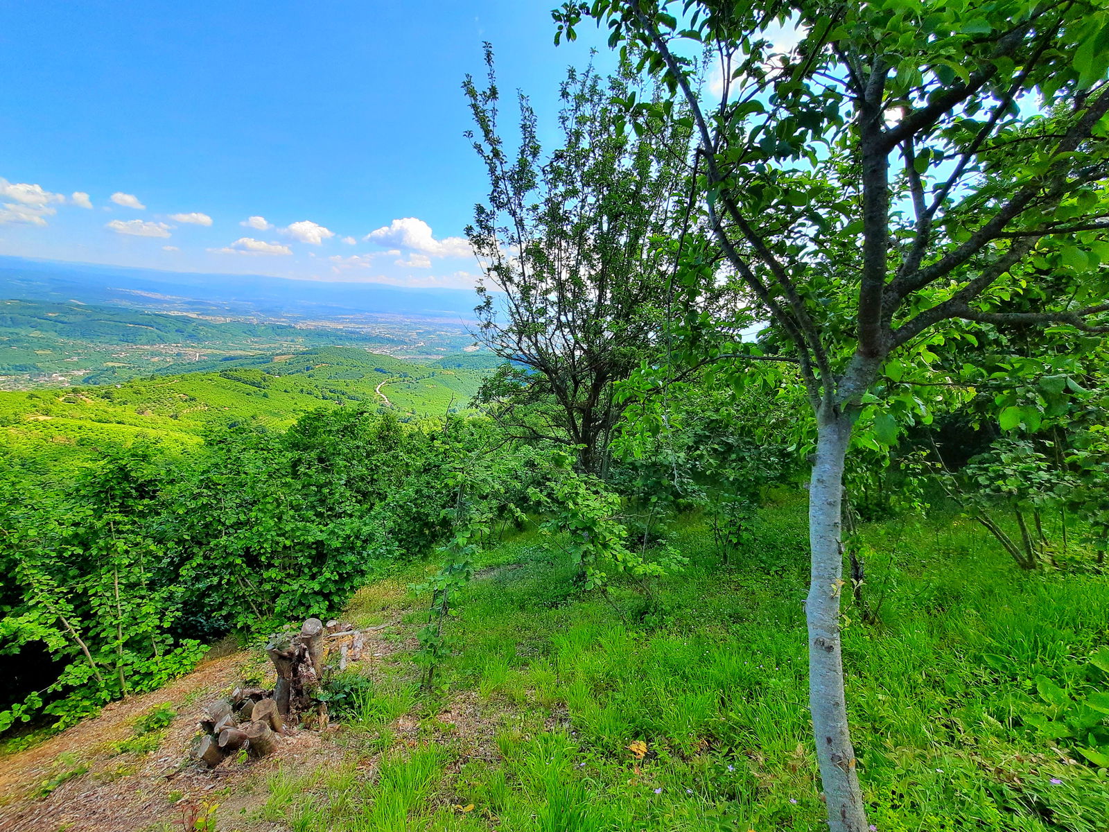 Satılık Fındıklık 1,450,000 TL