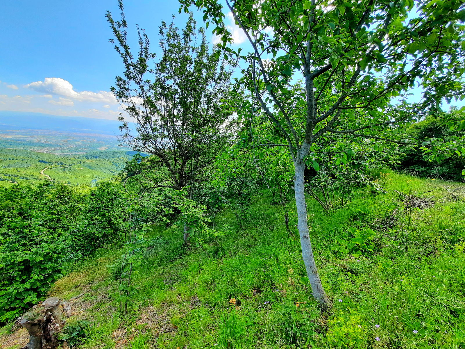 Satılık Fındıklık 1,450,000 TL