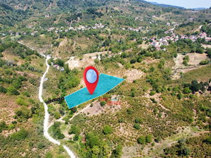 Düzce  Satılık  Fındıklık