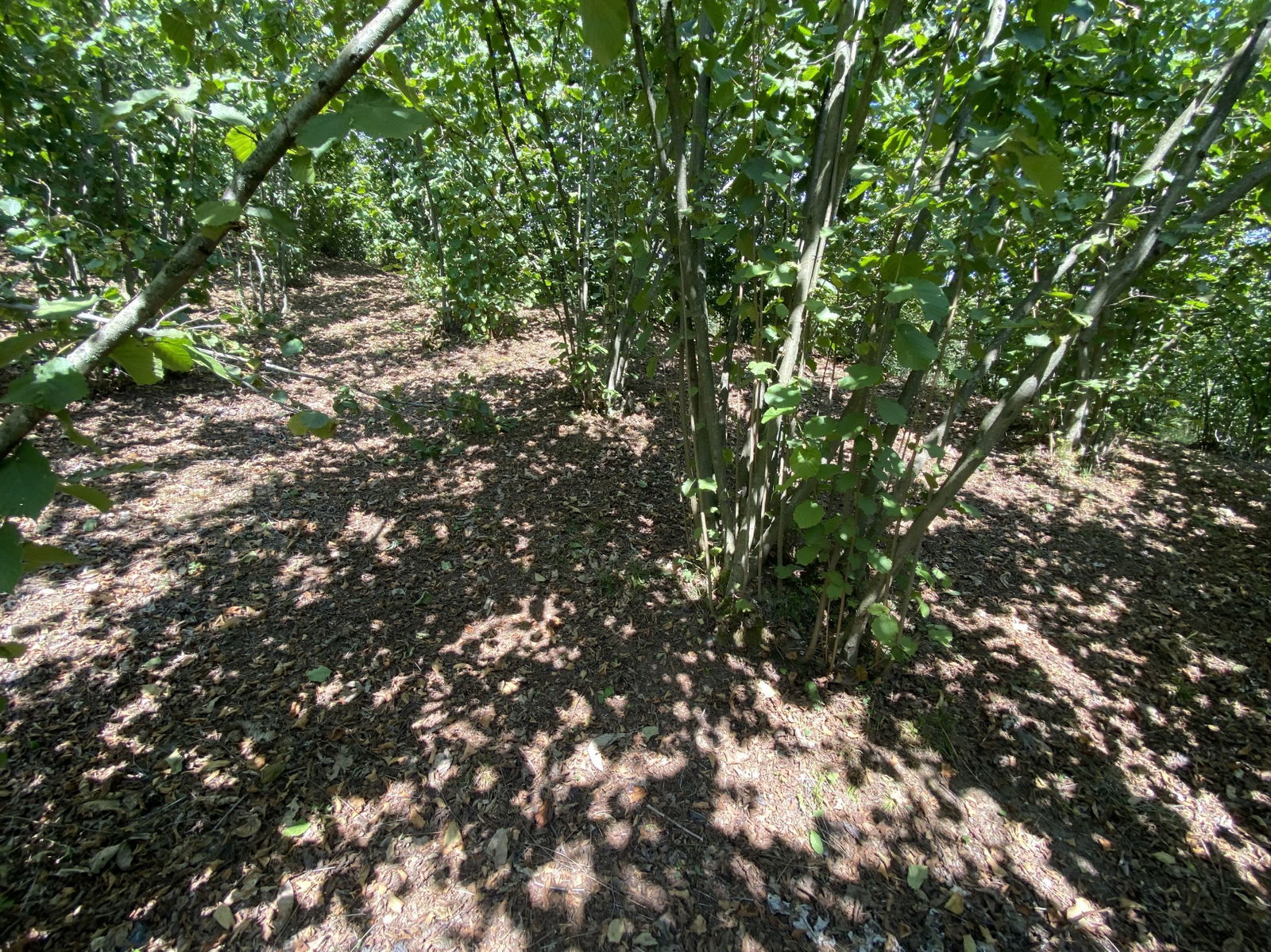 Satılık&nbsp;Fındıklık&nbsp;650,000&nbsp;TL