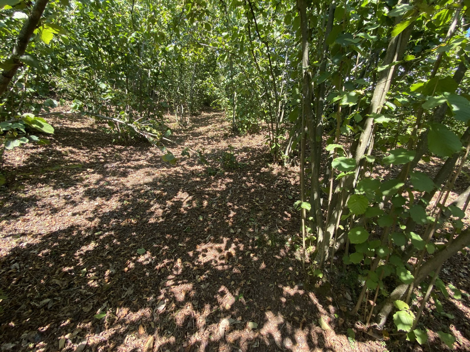 Satılık&nbsp;Fındıklık&nbsp;650,000&nbsp;TL