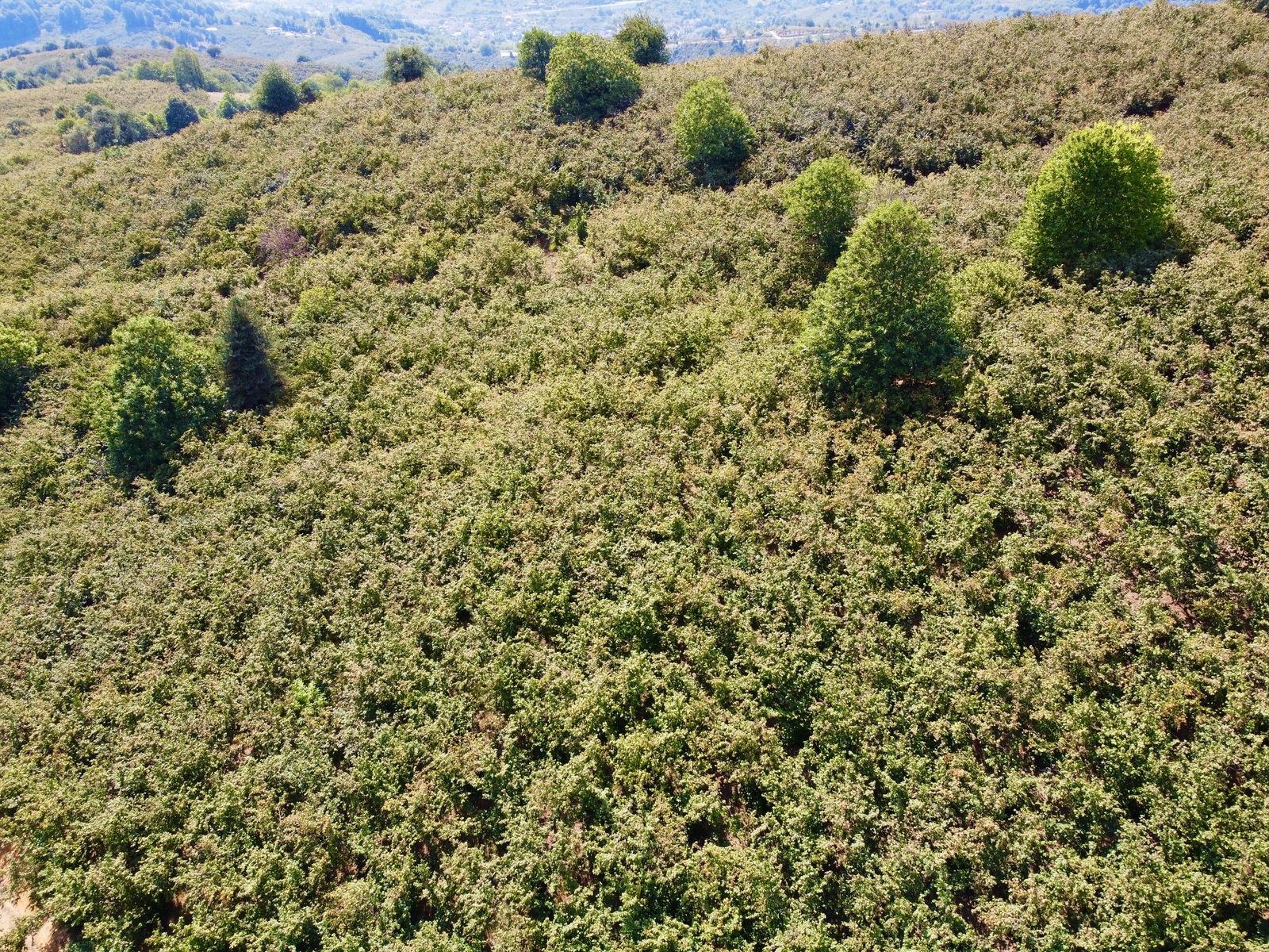 Satılık&nbsp;Fındıklık&nbsp;650,000&nbsp;TL