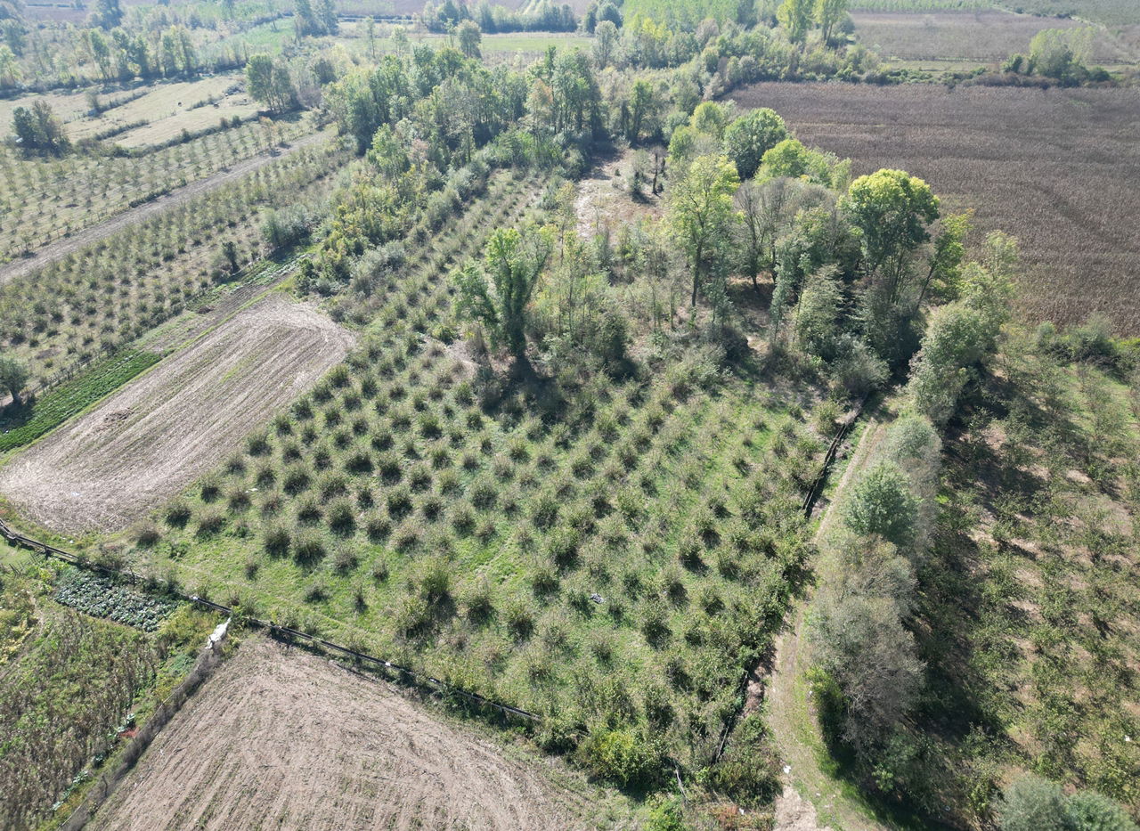 ÇİLİMLİ FİDENİKÜRTLER KÖYÜ'NDE 7965 M2 SATILIK TARIM ARAZİLERİ