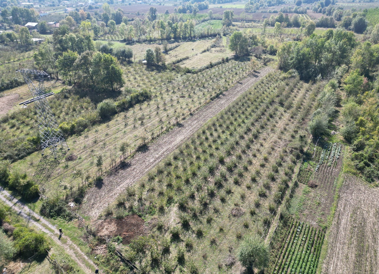 ÇİLİMLİ FİDENİKÜRTLER KÖYÜ'NDE 7965 M2 SATILIK TARIM ARAZİLERİ