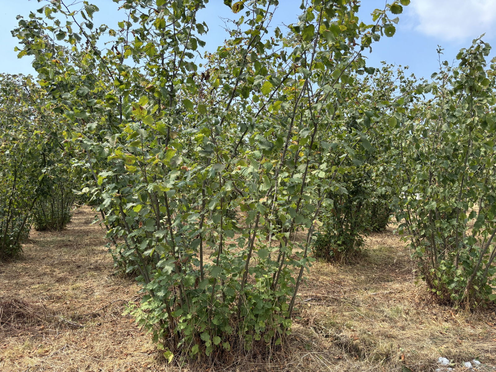 MUSABABA KÖYÜ'NDE 508 M2 SATILIK ARSA