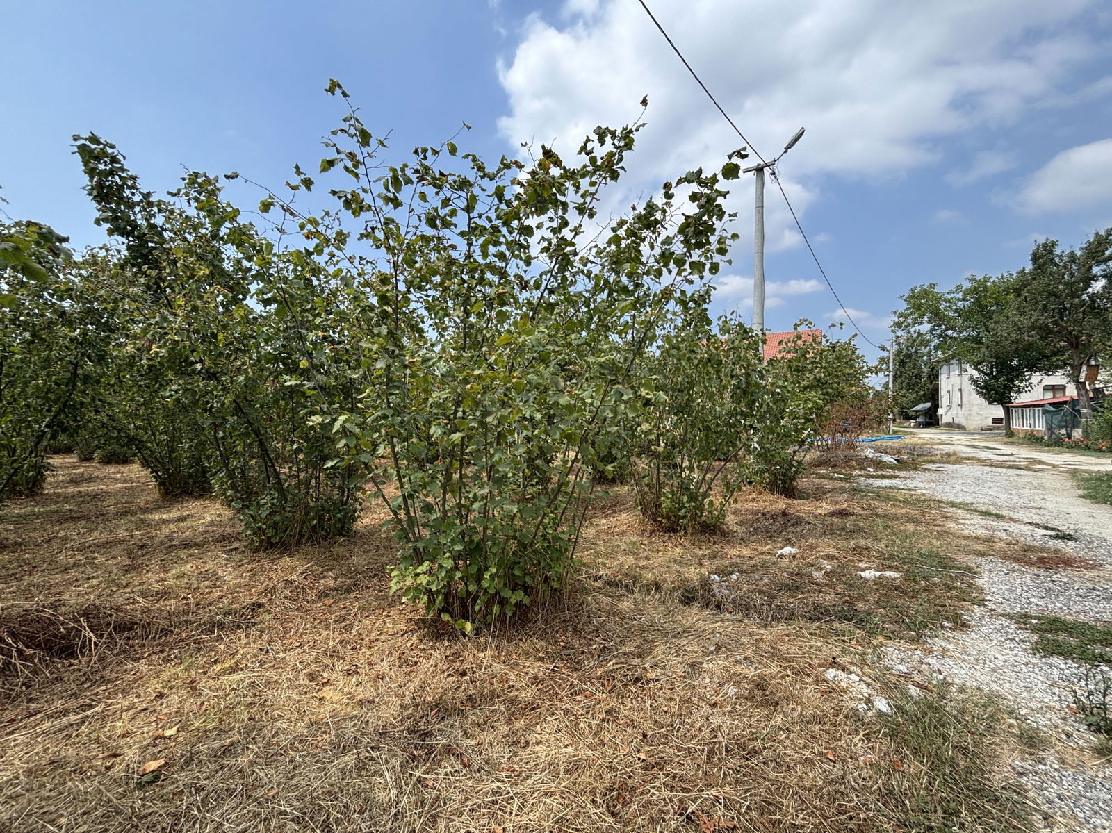 MUSABABA KÖYÜ'NDE 508 M2 SATILIK ARSA