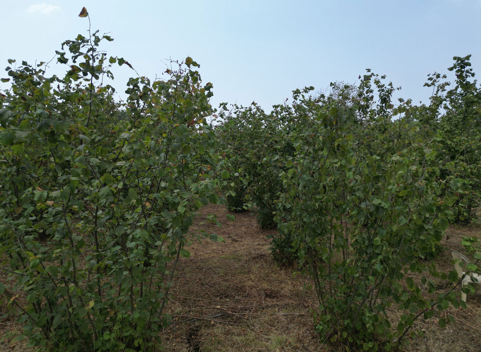 MUSABABA KÖYÜ'NDE 508 M2 SATILIK ARSA