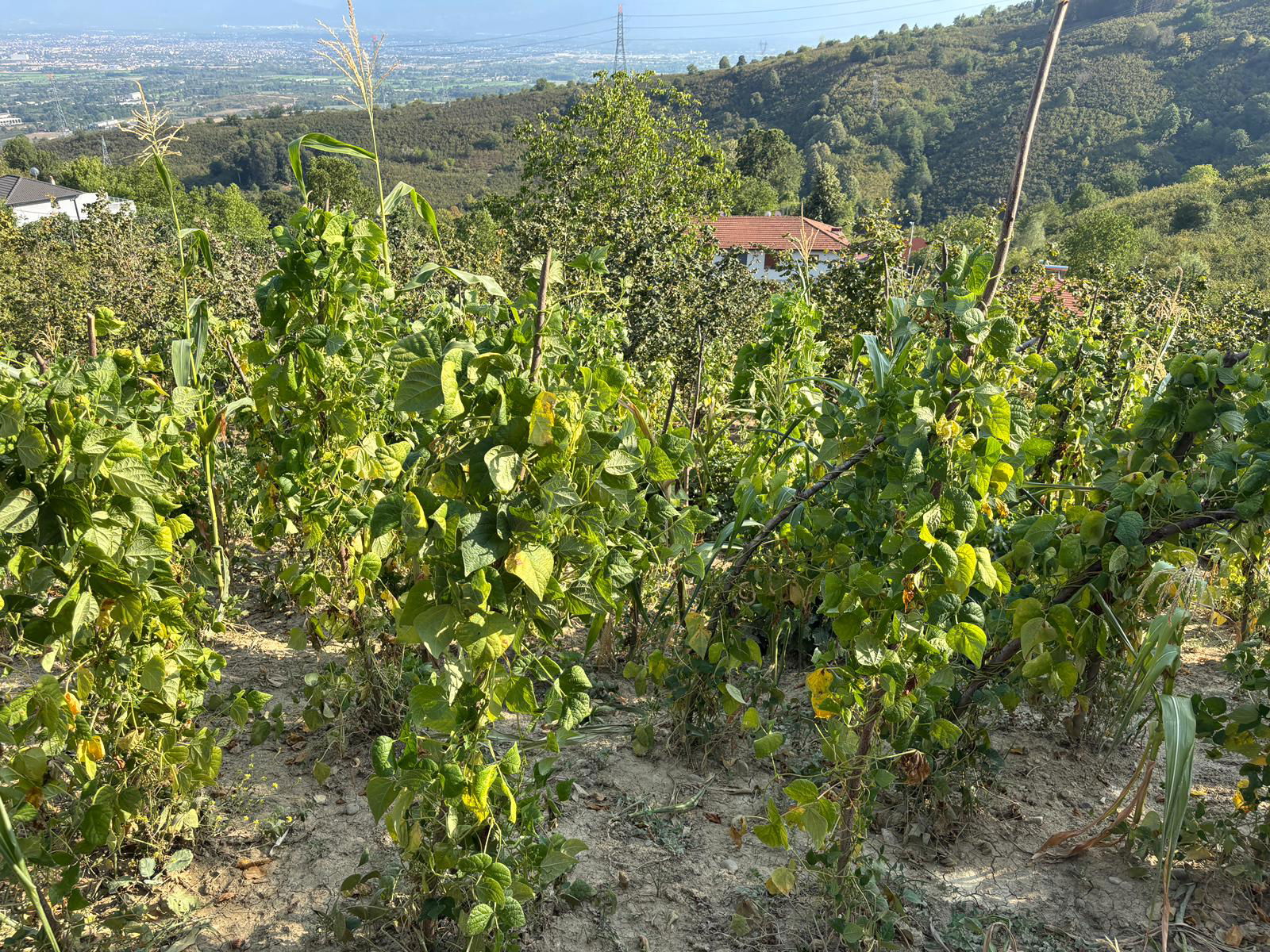 Satılık Arsa 9,750,000 TL