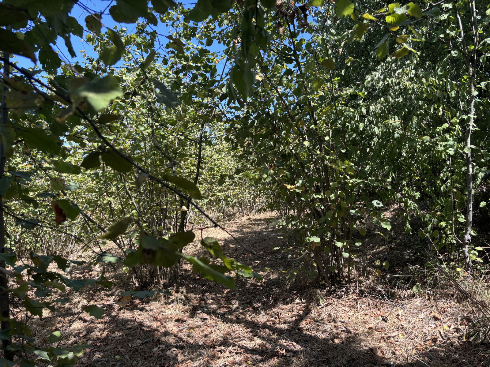 KAYNAŞLI ŞİMŞİR MAHALLESİ'NDE 1143 M2 SATILIK ARSA