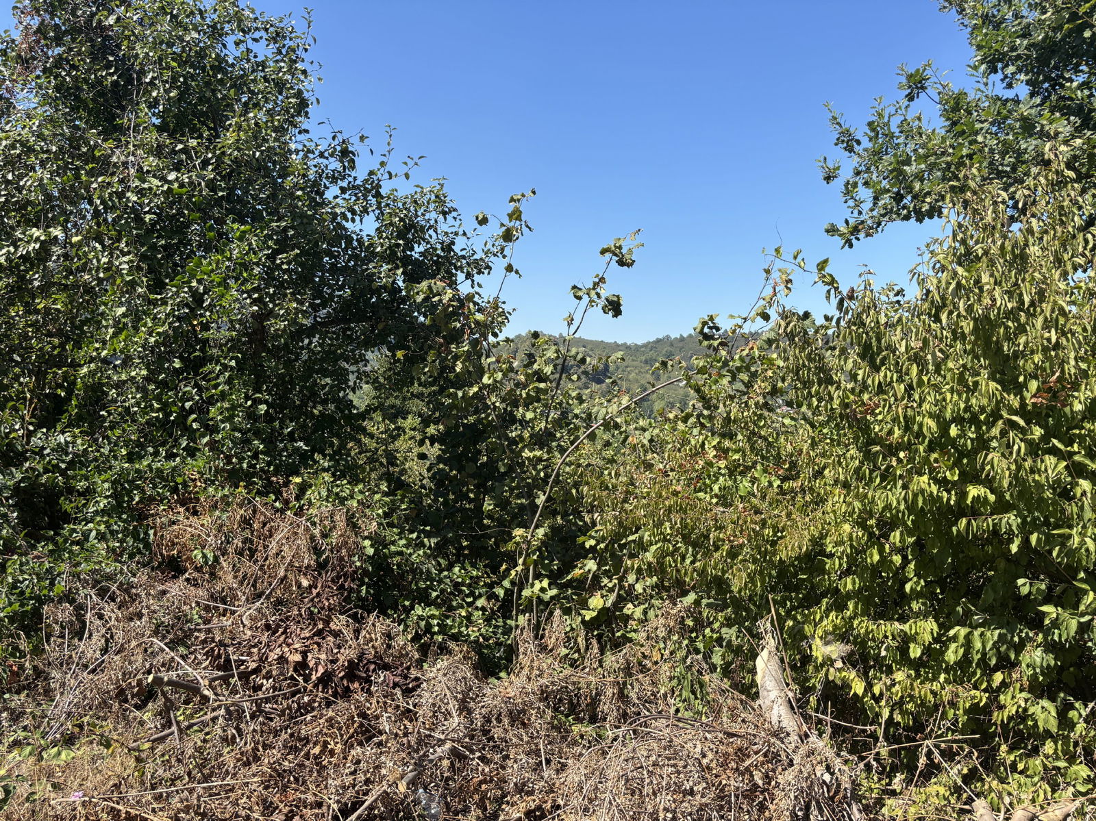 KAYNAŞLI ŞİMŞİR MAHALLESİ'NDE 1143 M2 SATILIK ARSA