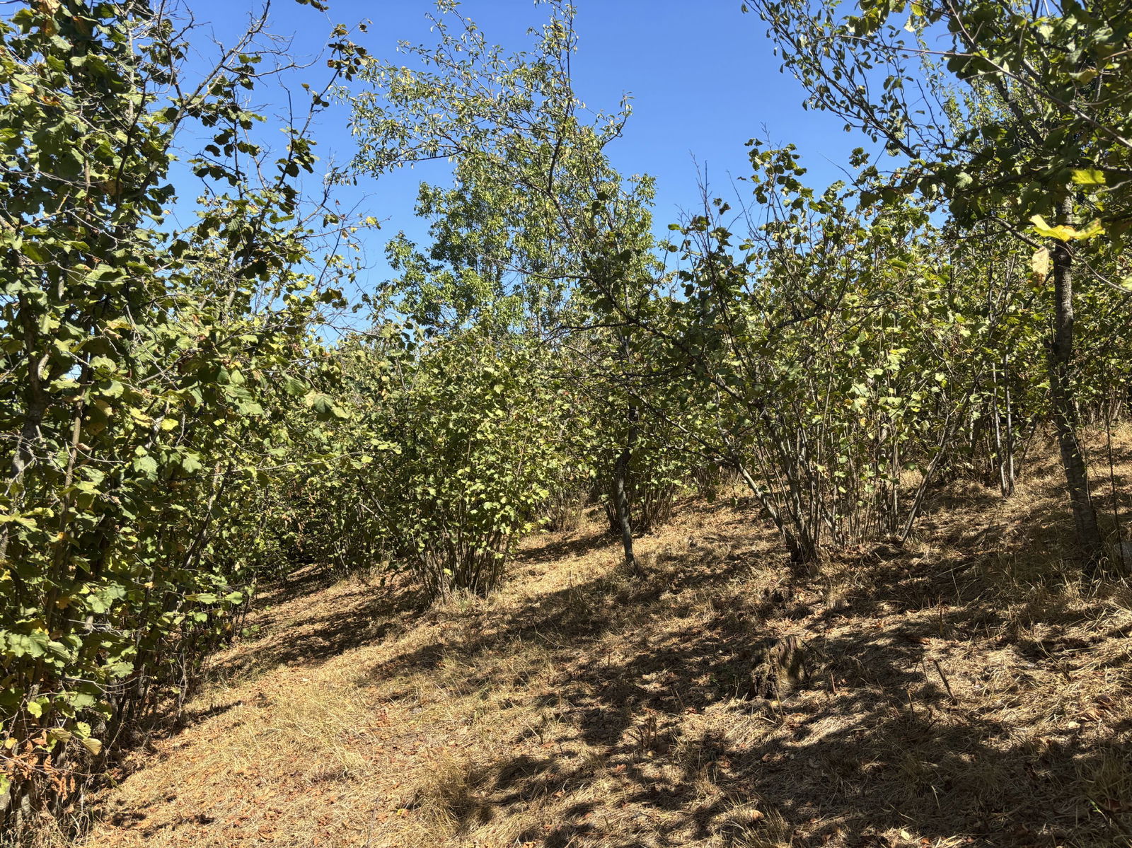 KAYNAŞLI ŞİMŞİR MAHALLESİ'NDE 1143 M2 SATILIK ARSA