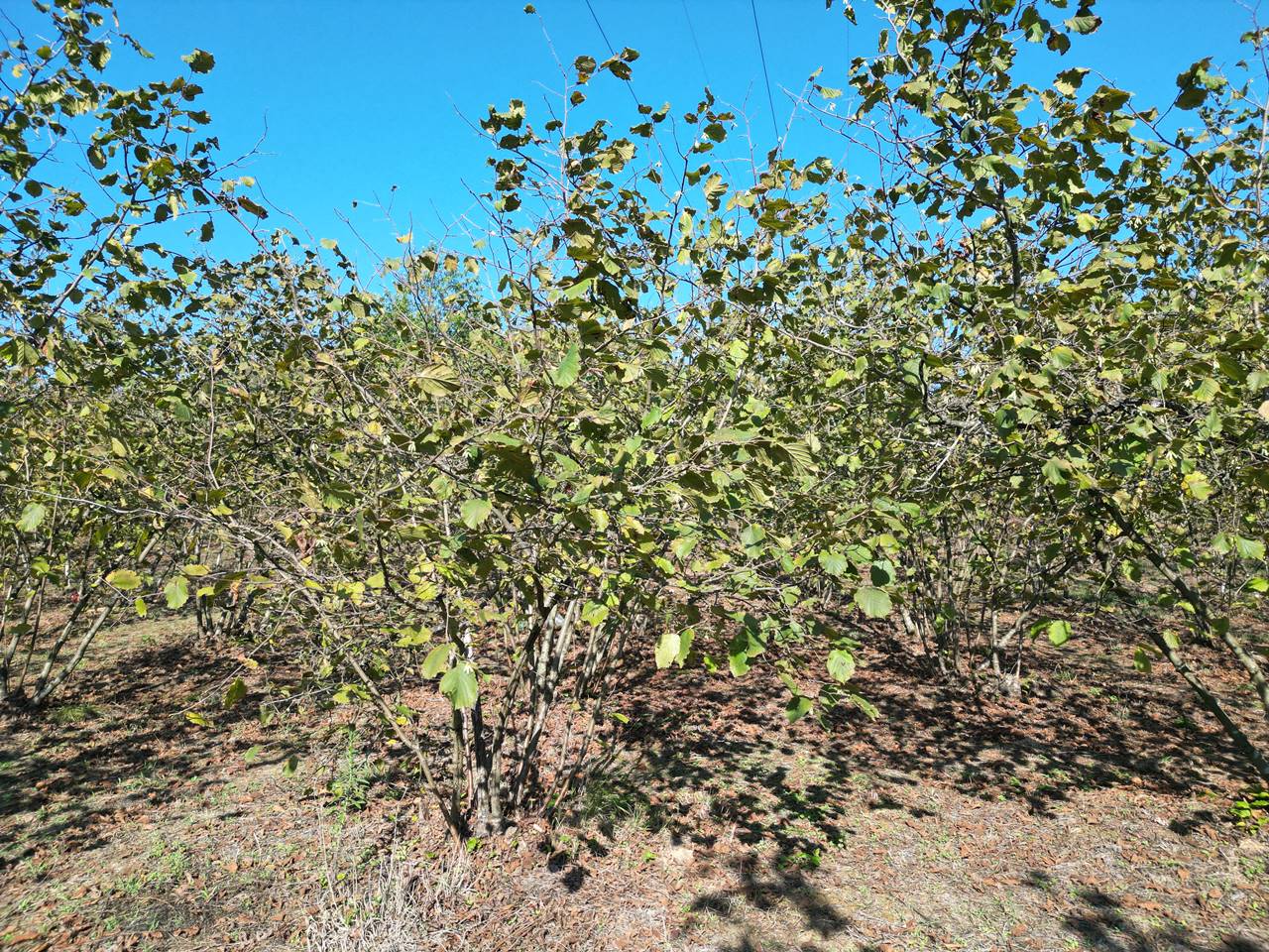 Satılık Arsa 1,350,000 TL